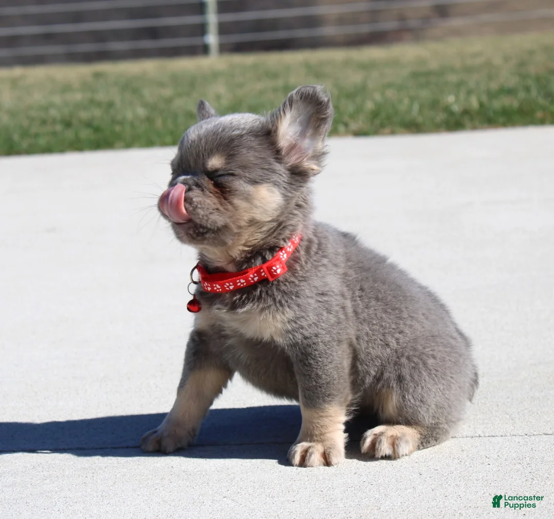 French Bulldog dogs for sale: Bentley - Ad 2