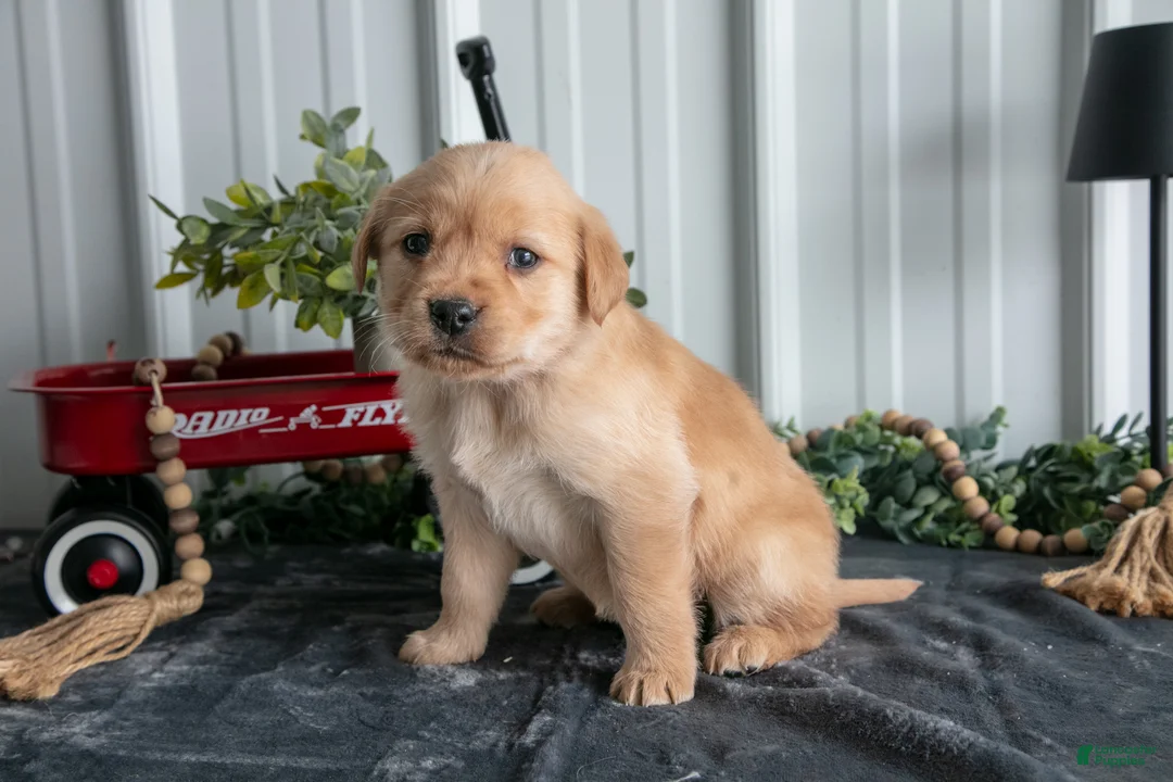 Goldador dogs for sale: Molly - Ad 2