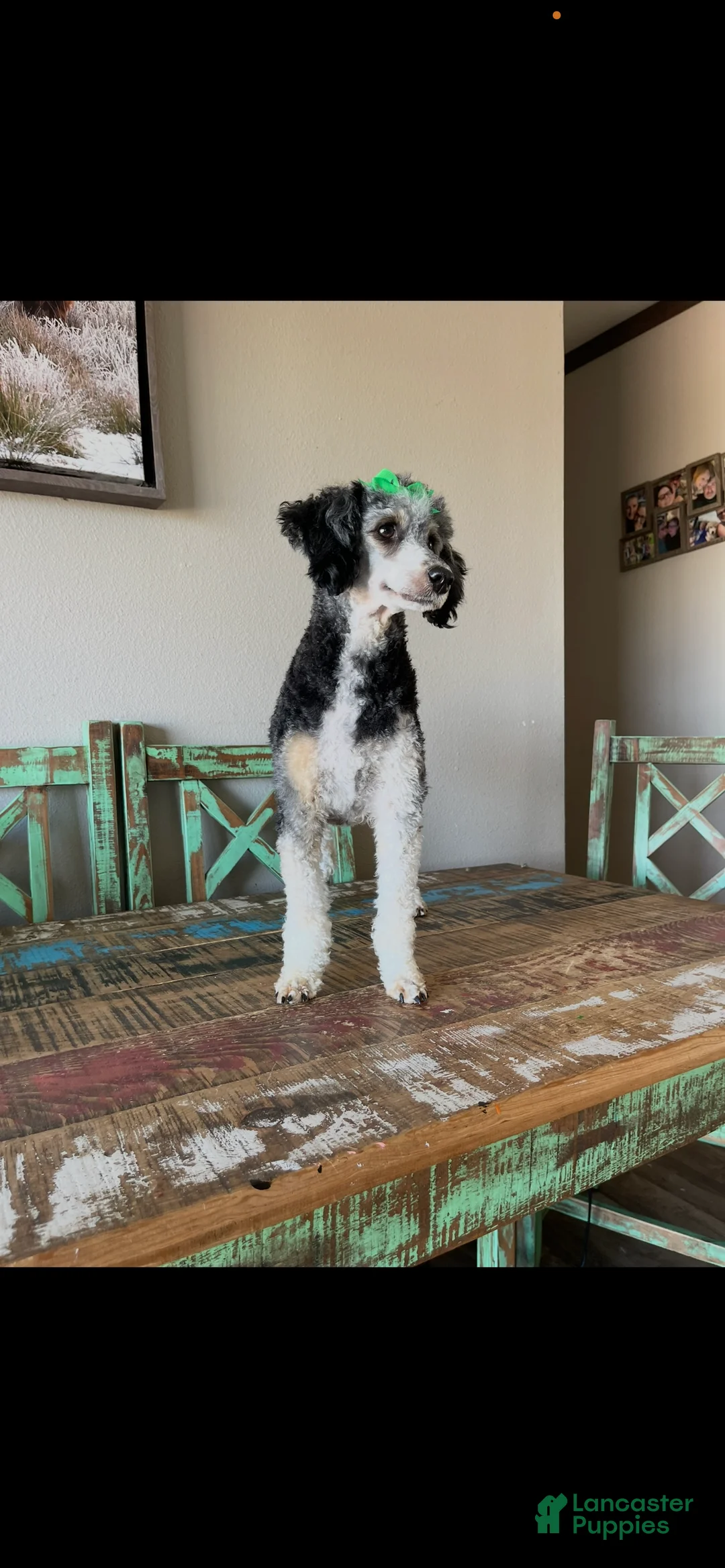 Miniature Poodle dogs for sale: Akc Clear Black Phantom Tri - Ad 2