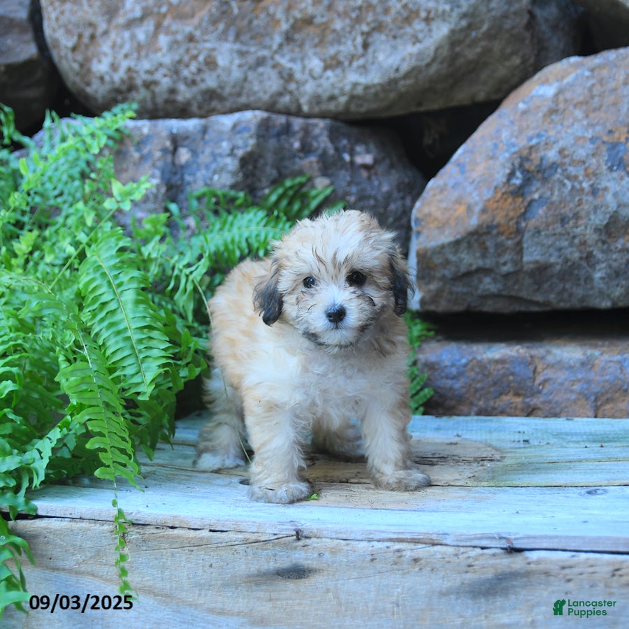 Mini Goldendoodle dogs Kylie  - Ad 2