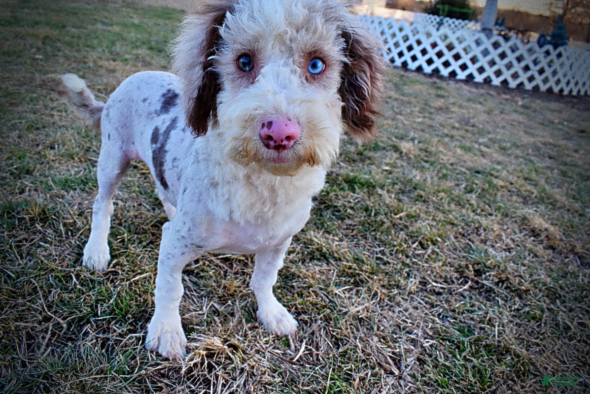 Havapoo dogs Webster - Ad 4