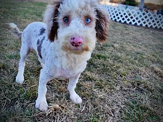 Havapoo dogs Webster - Ad 4