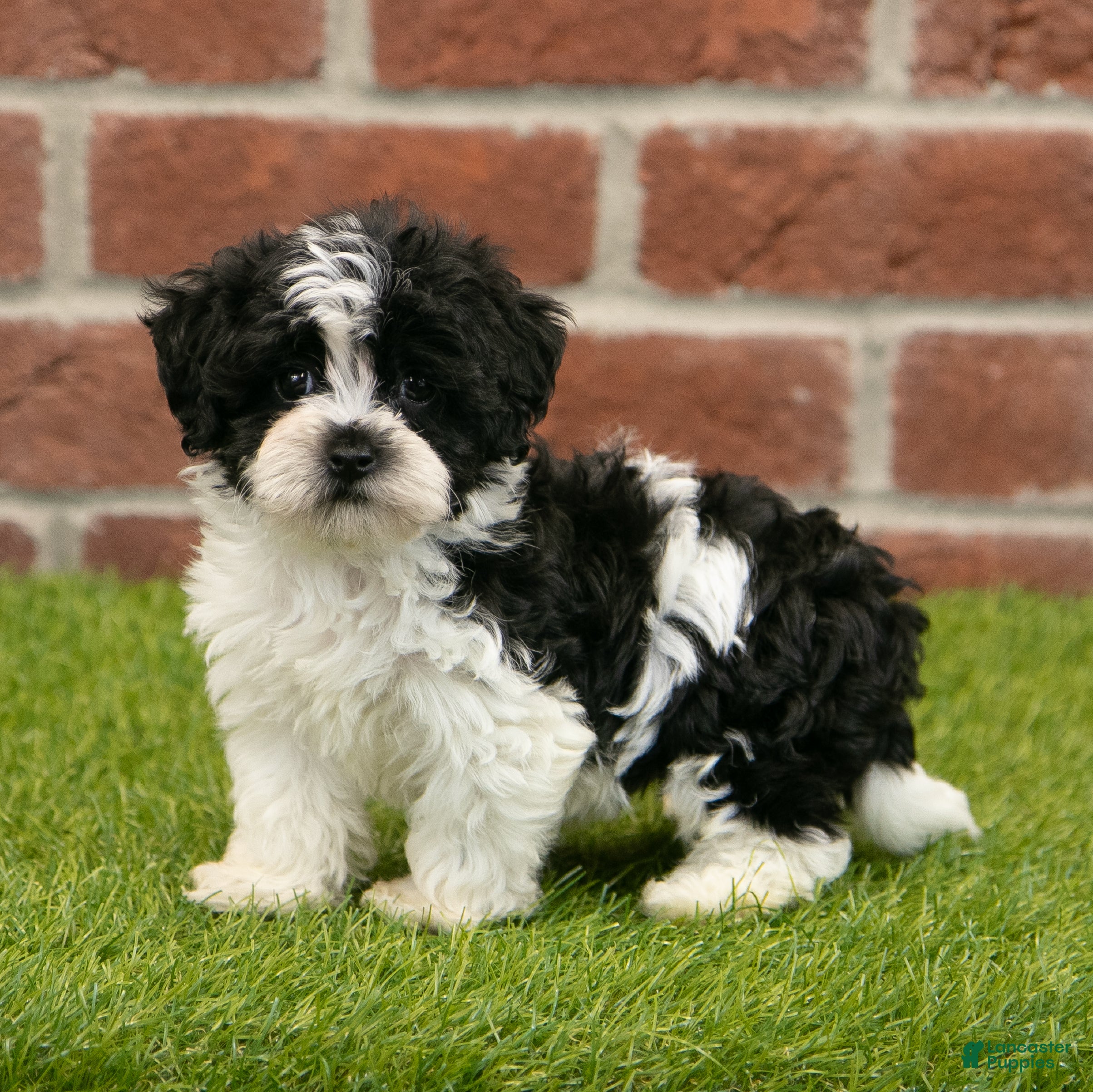 Havapoo dogs Austin - Ad 6