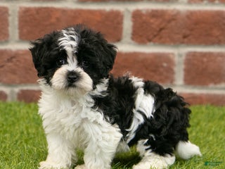 Havapoo dogs Austin - Ad 21