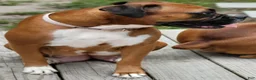 Boxer dogs for sale: DAYELA - Ad 10