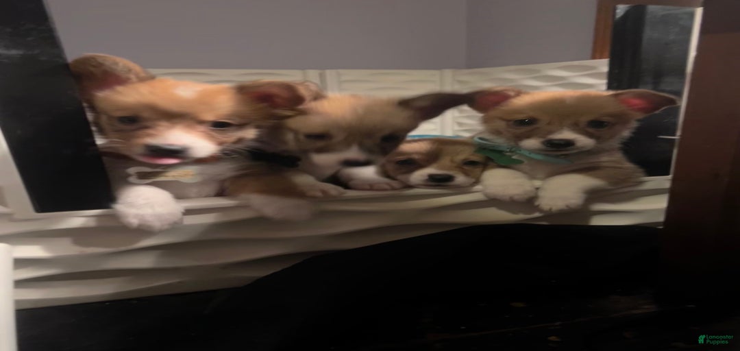 Gallery Image {{count}}