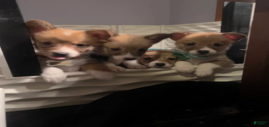 Gallery Image {{count}}