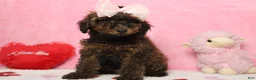 Toy Poodle dogs for sale: Sardonyx - Ad 6