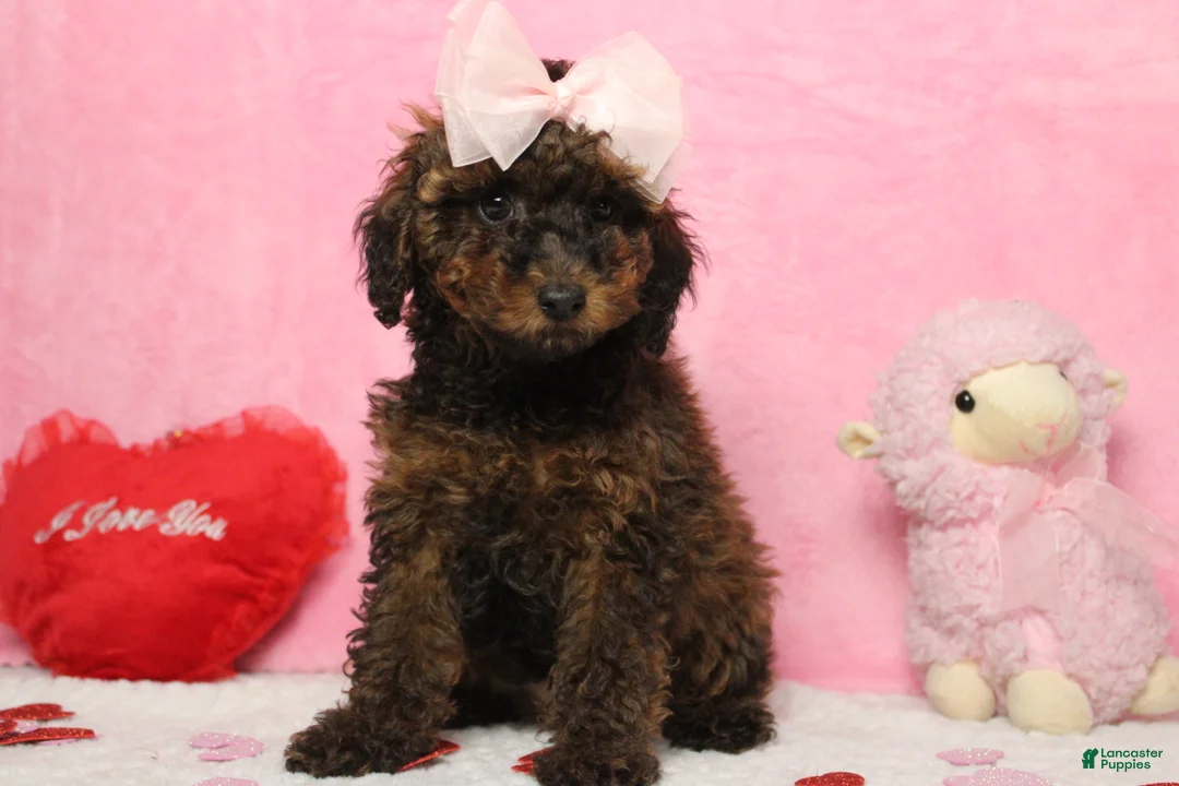 Toy Poodle dogs for sale: Sardonyx - Ad 6