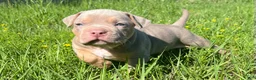 American Bully dogs for sale: American Bully Puppy 2 - Ad 7