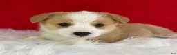Welsh Corgi Pembroke dogs for sale: Ollie - Ad 6