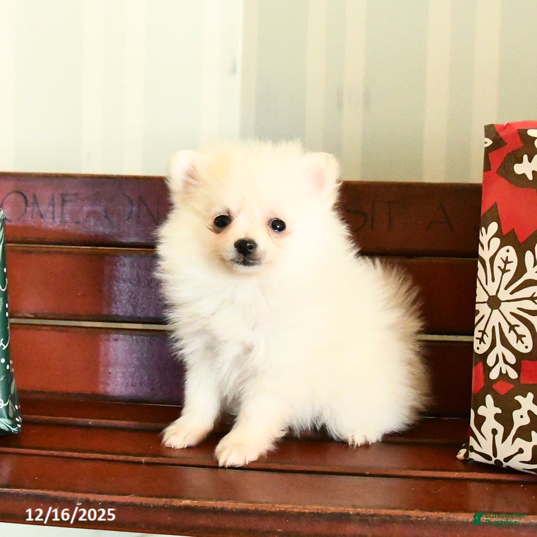 Pomeranian dogs for sale: Charm  - Ad 1