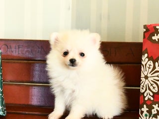 Pomeranian dogs Charm - Ad 8