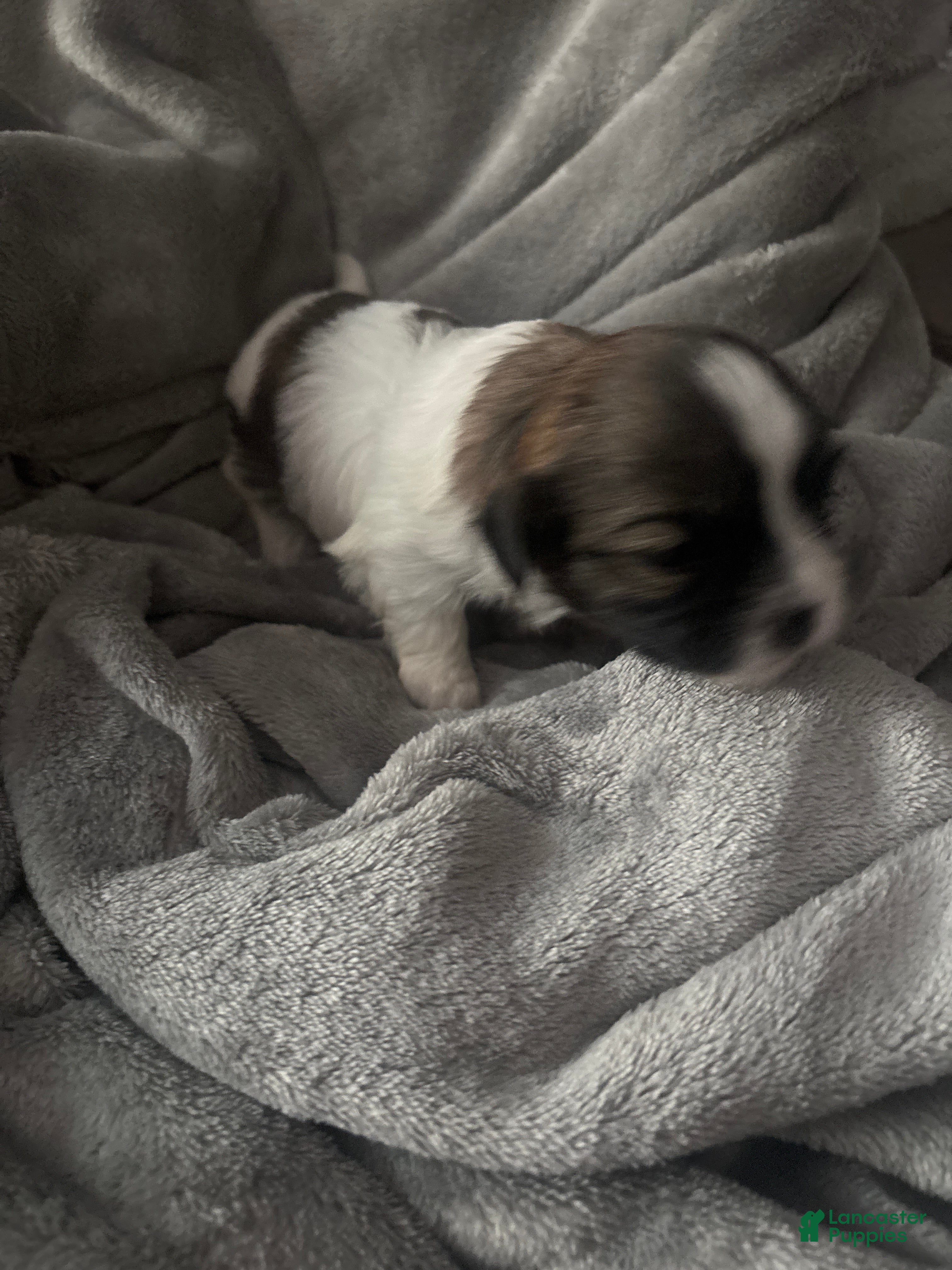 Mixed Breed dogs Mixed Breed Puppy 4 - Ad 27