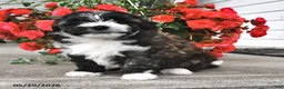 Mini Aussiedoodle dogs for sale: Tinker - Ad 3