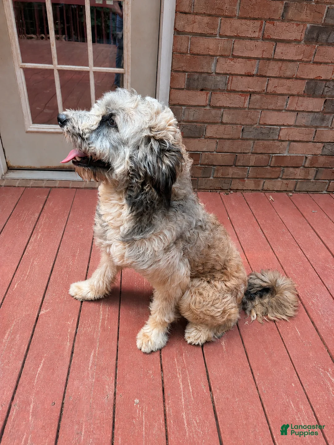 Bordoodle dogs for sale: Purple Girl - Ad 6