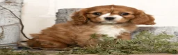 Cavalier King Charles Spaniel dogs for sale: Dakota - Ad 4