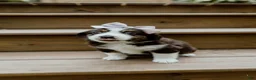 Miniature Australian Shepherd dogs for sale: Skye - Ad 3