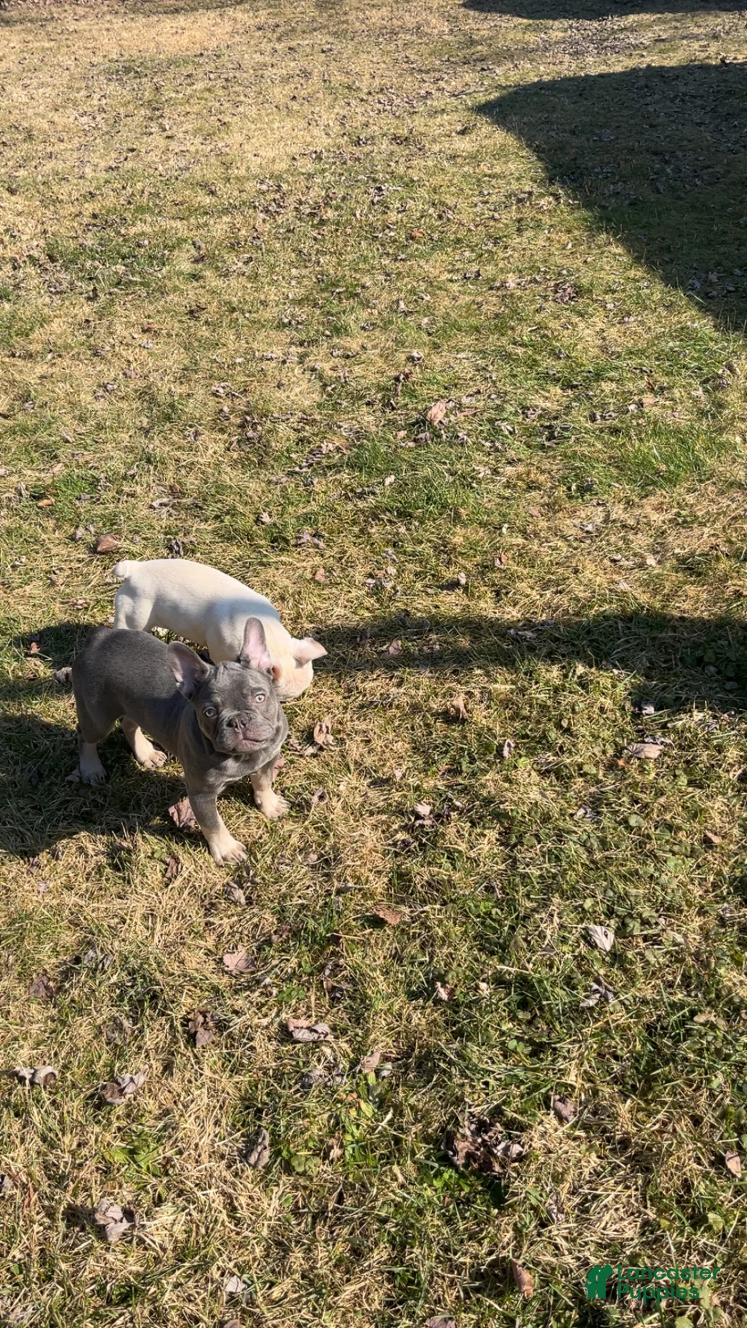 French Bulldog dogs for sale: Smoke - Ad 2