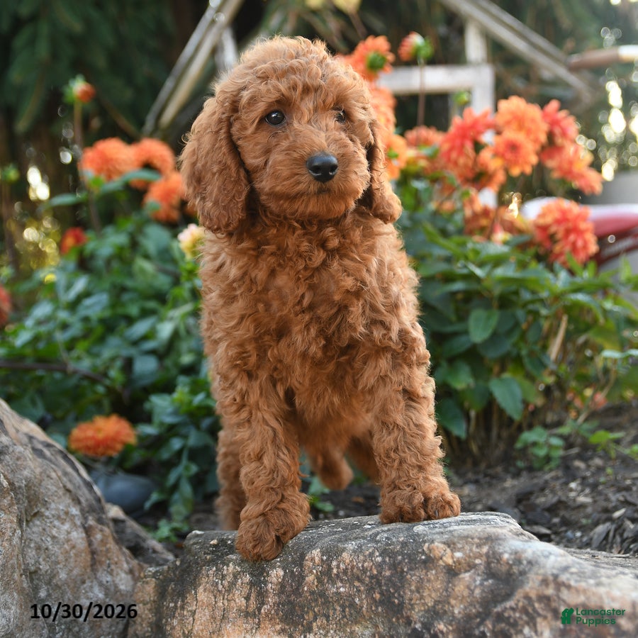 Mini Goldendoodle dogs for sale: Lloyd - Ad 1