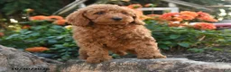 Mini Goldendoodle dogs for sale: Lloyd - Ad 1