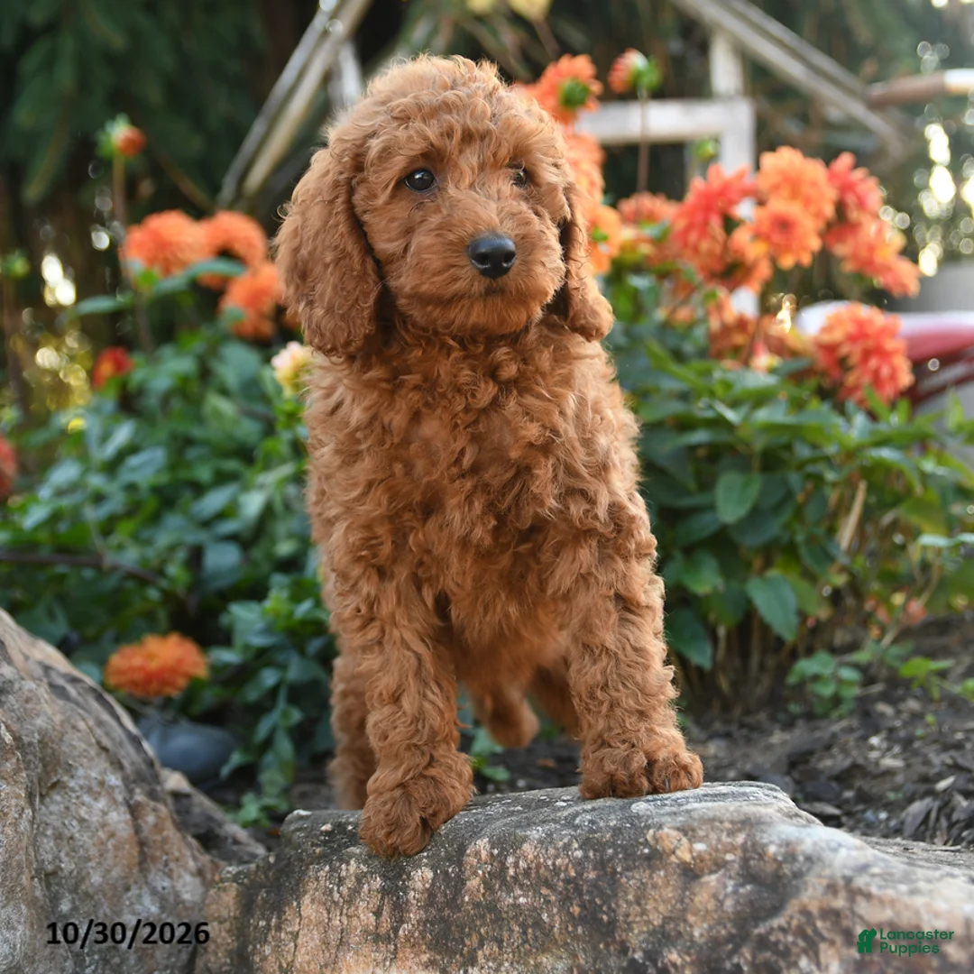 Mini Goldendoodle dogs for sale: Lloyd - Ad 1