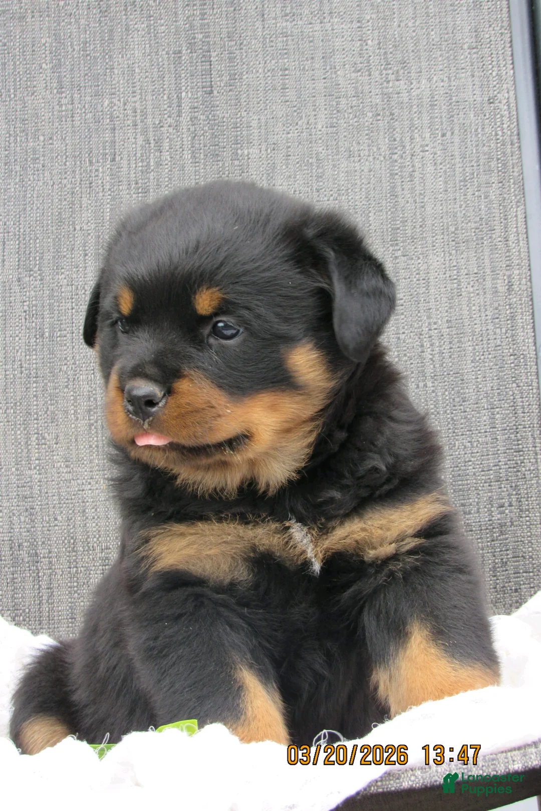 Rottweiler dogs for sale: Rottweiler Puppy 4 Dawn - Ad 2