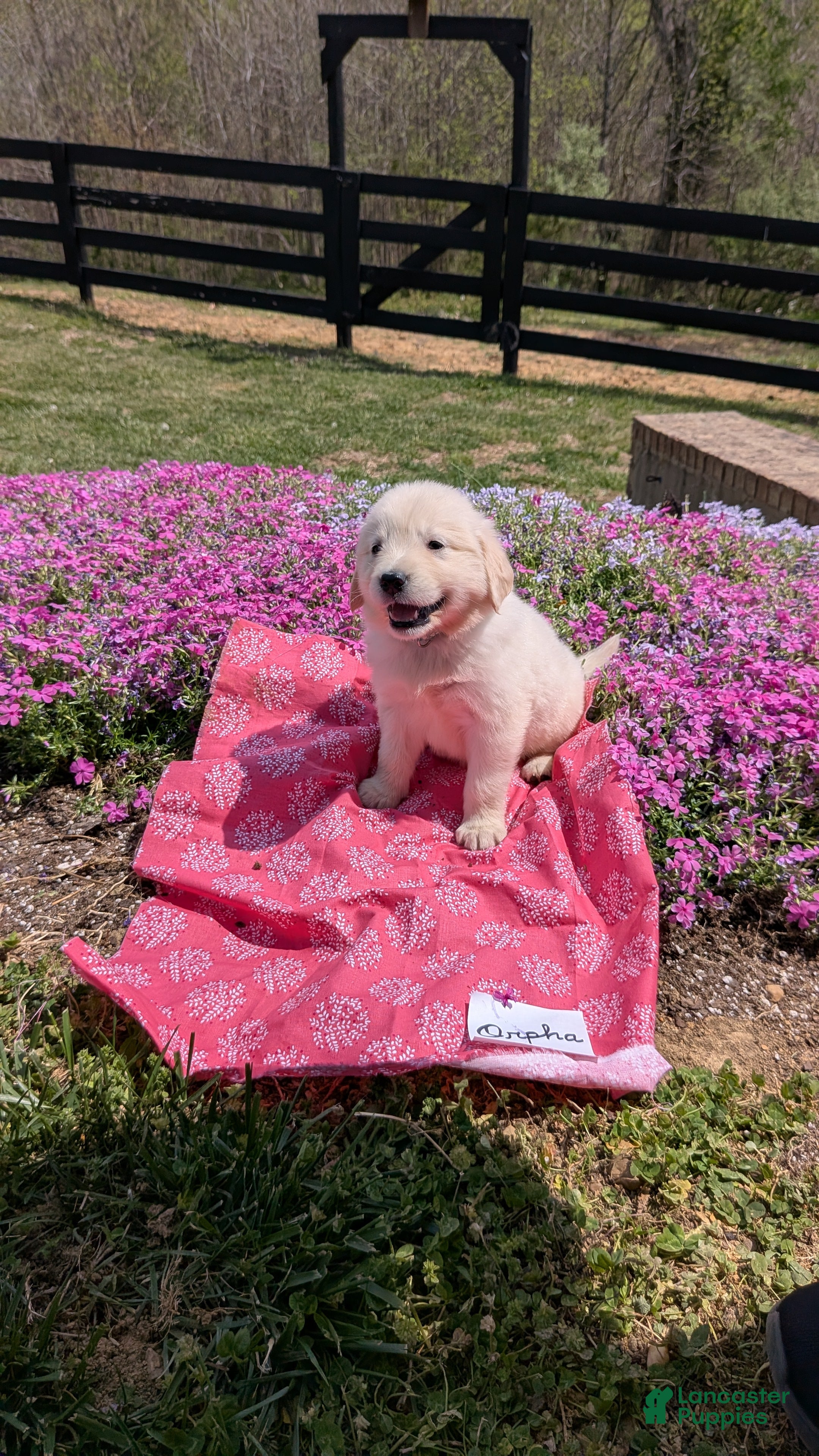 Golden Retriever dogs Orpha, AKC - Ad 2