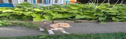 Beagle dogs for sale: Mr Raptor Blue - Ad 25