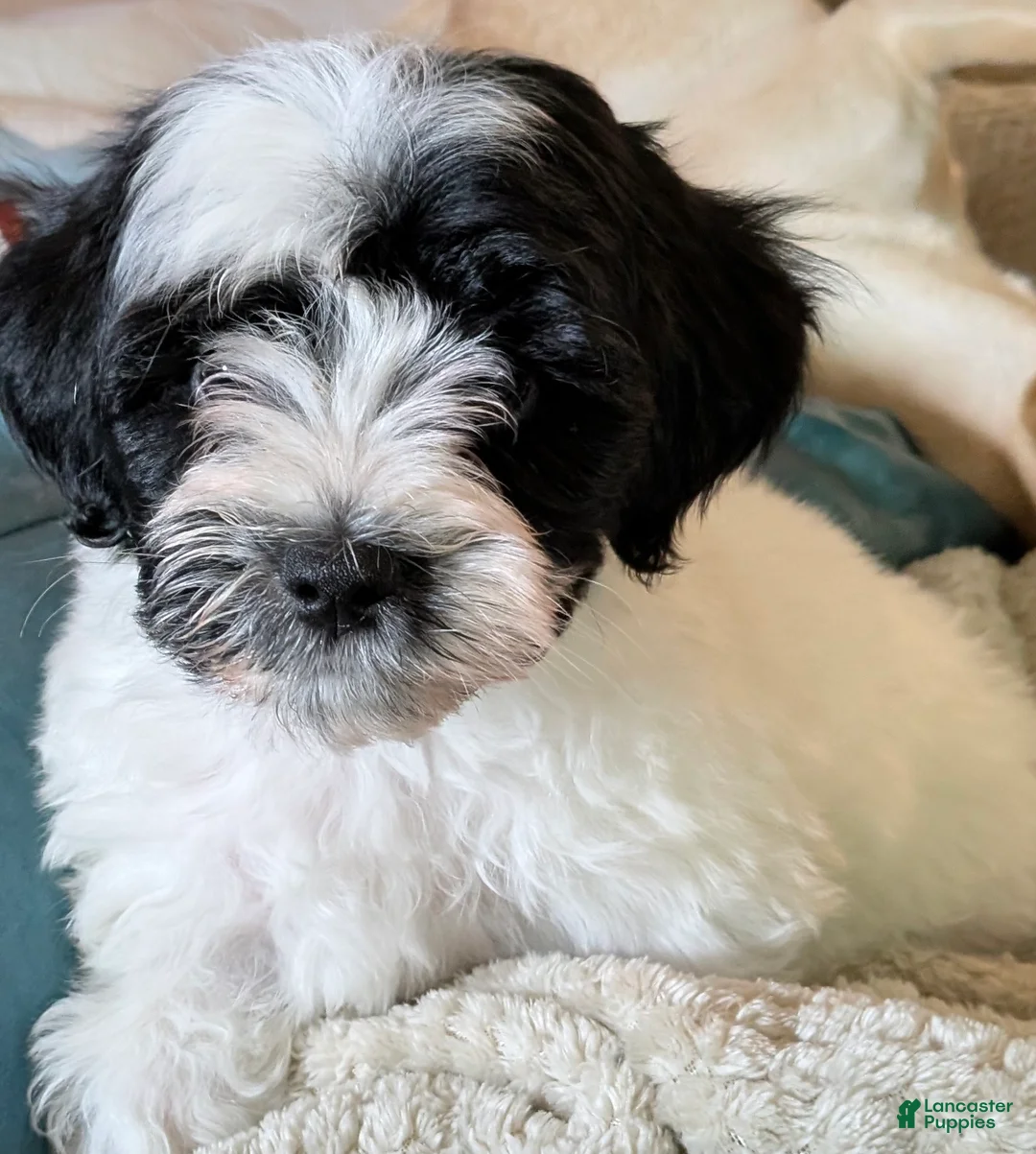 Maltipoo dogs for sale: Bruno - Ad 1