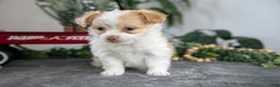 Chihuahua dogs for sale: Lenny - Ad 2