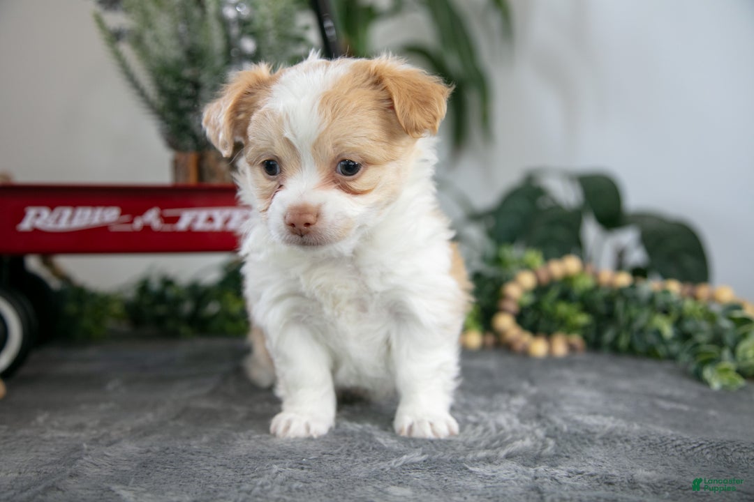 Chihuahua dogs for sale: Lenny - Ad 2