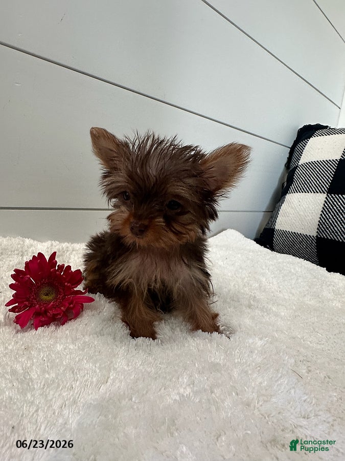 Yorkshire Terrier dogs Ivy Teacup - Ad 1