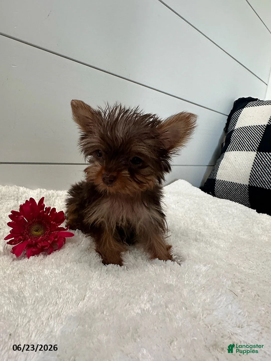 Yorkshire Terrier dogs for sale: Ivy Teacup - Ad 1