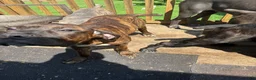 Cane Corso dogs for sale: Princess - Ad 2