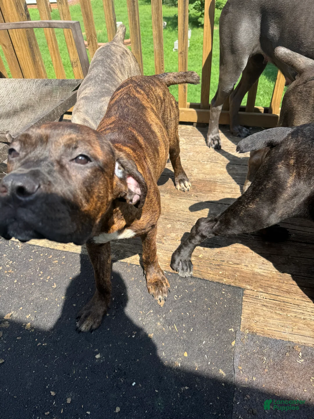 Cane Corso dogs for sale: Princess - Ad 2