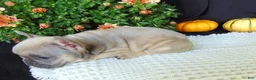 French Bulldog dogs for sale: Mitchell - Ad 8