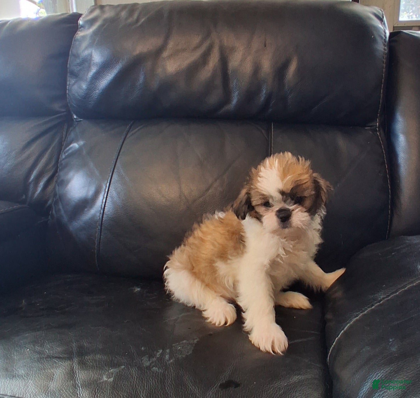 Teddy Bear dogs Teddy Bear 1 - Ad 1