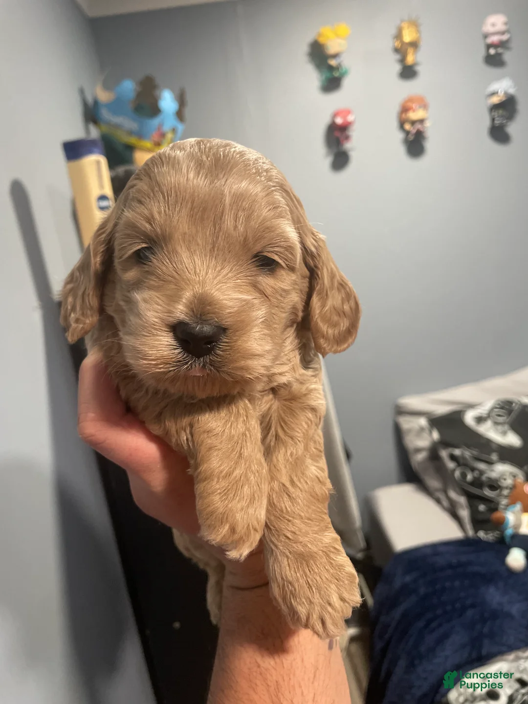 Goldendoodle dogs for sale: Goldendoodle Puppy 3 - Ad 1