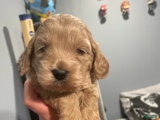 Goldendoodle dogs Goldendoodle Puppy 3 - Ad 17