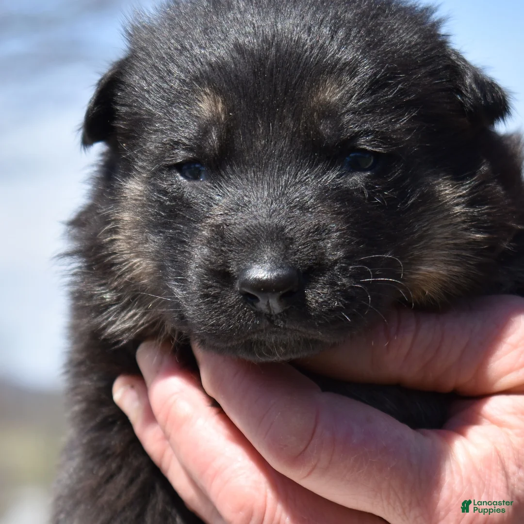 German Shepherd dogs for sale: Axel - Ad 2