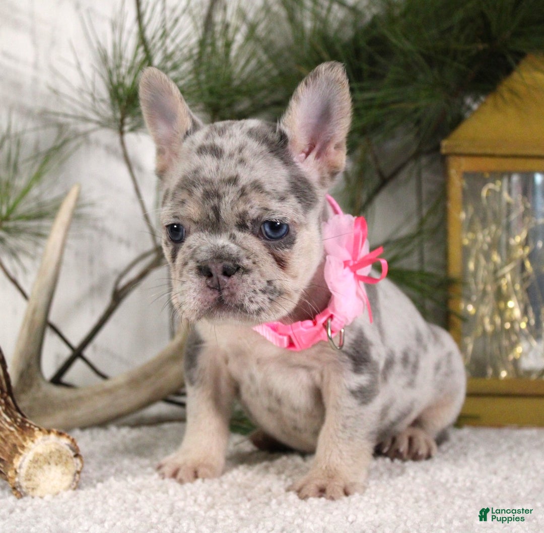 French Bulldog dogs for sale: Myra - Ad 4