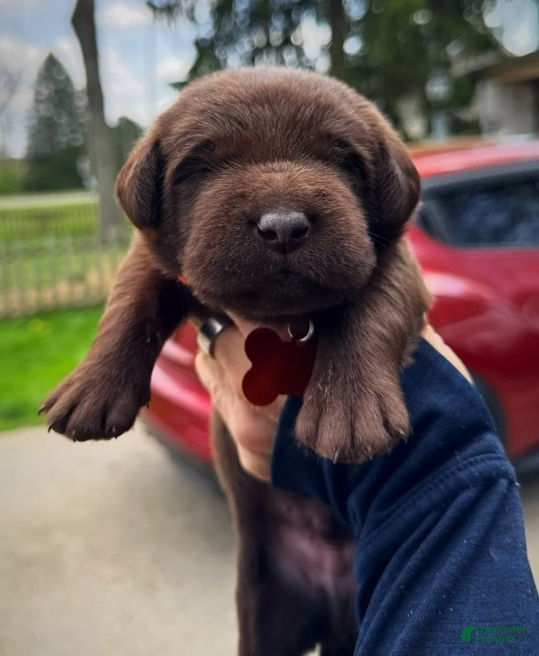 Labrador Retriever dogs for sale: Labrador Retriever Puppy 1 - Ad 2