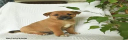 Shiba Inu dogs for sale: Rocky  - Ad 2