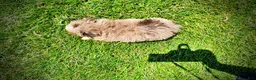 Havapoo dogs for sale: Eartha - Ad 6