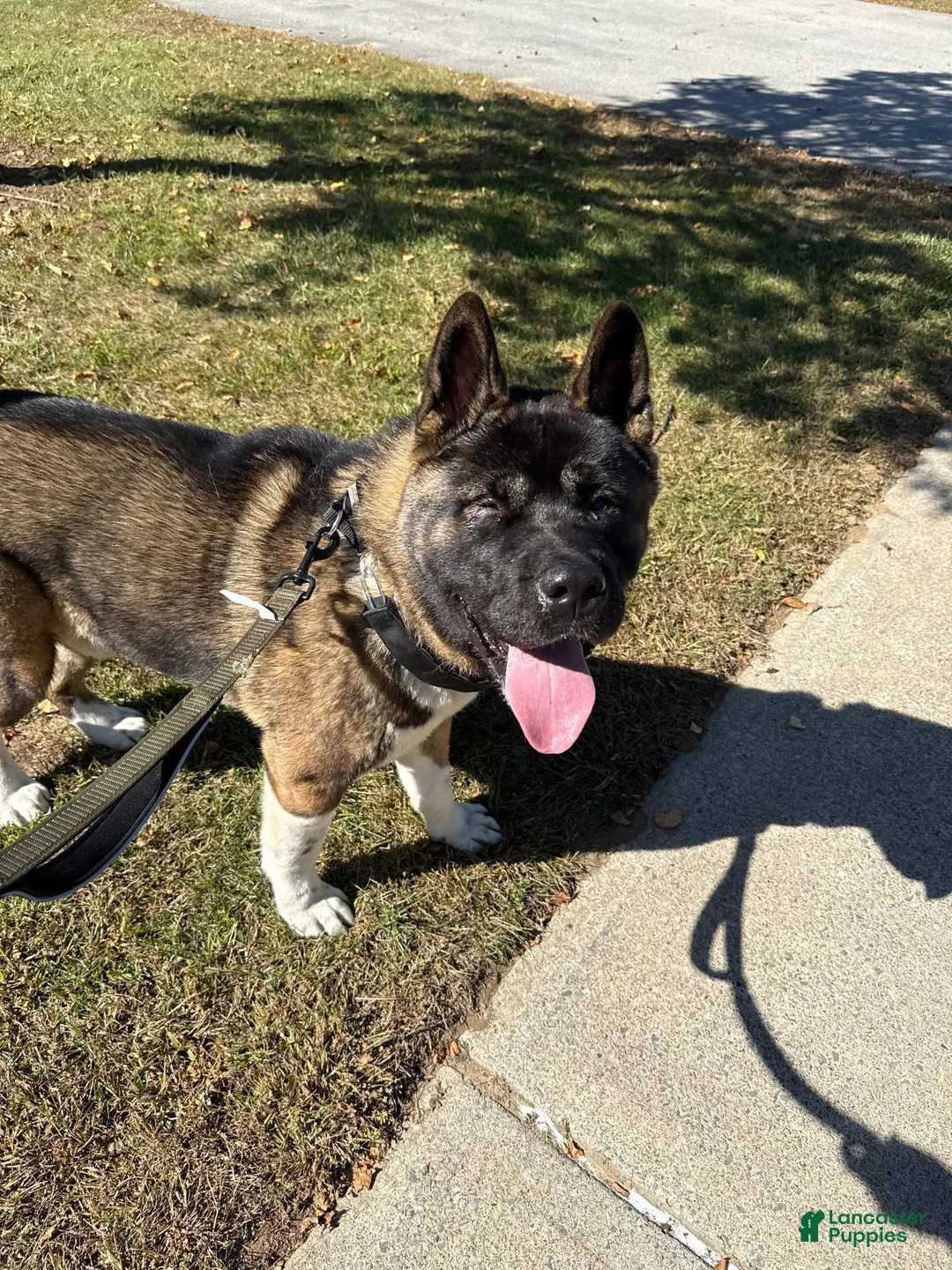 Akita dogs for sale: Kuma - Ad 2