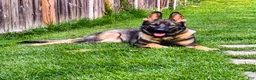 German Shepherd dogs for sale: Daisy - Ad 1