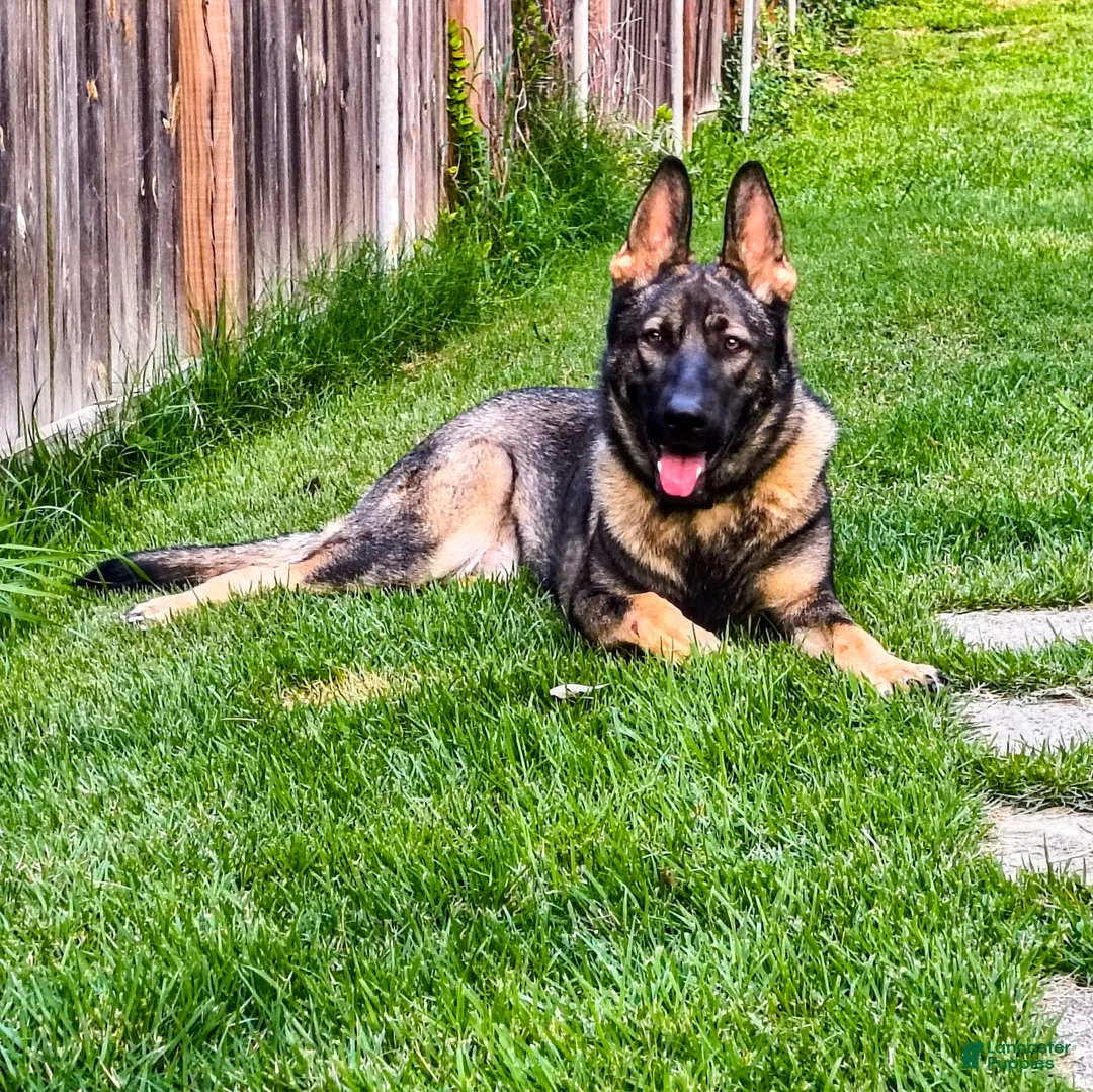 German Shepherd dogs for sale: Daisy - Ad 1