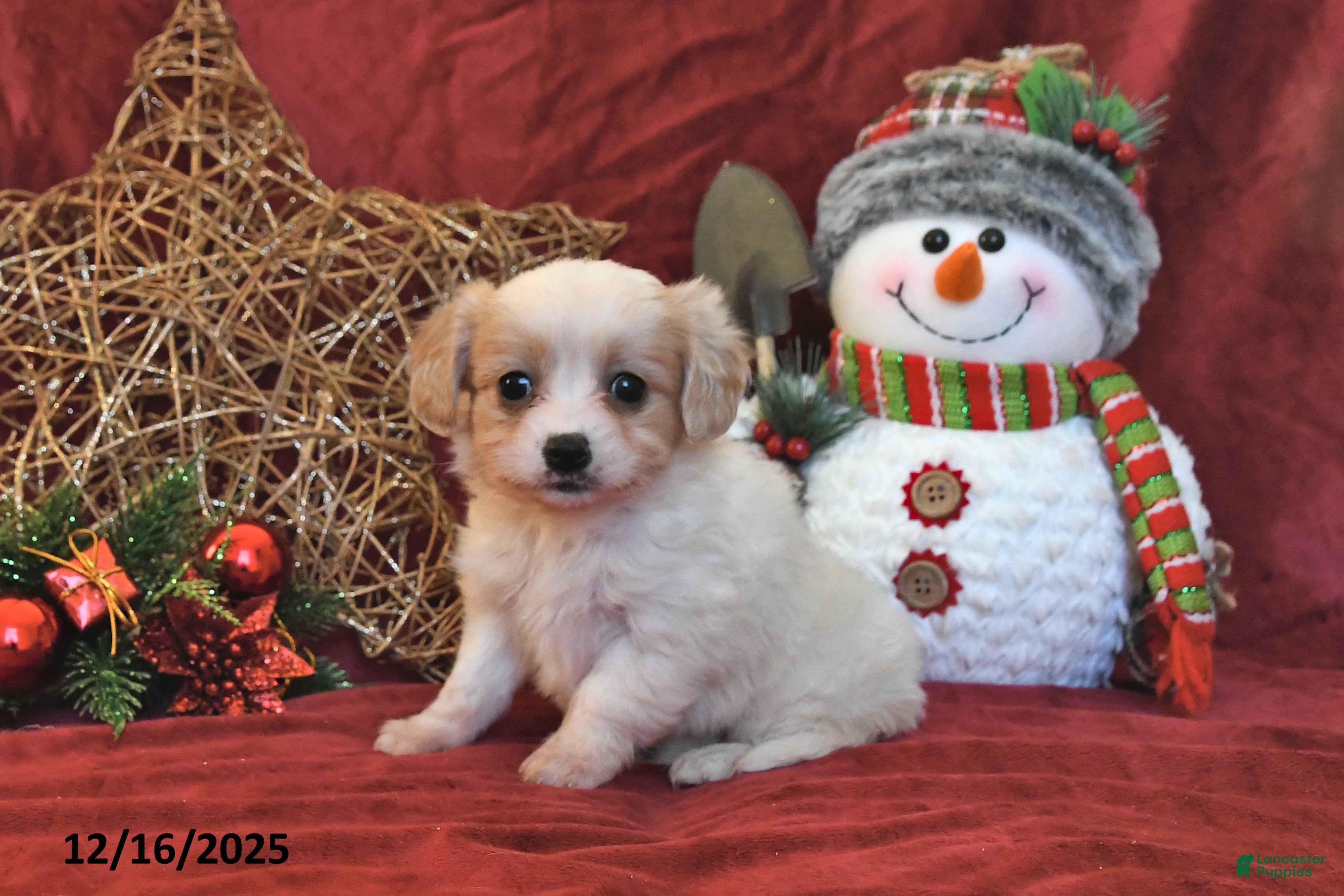 Cavachon dogs Callie - Ad 17