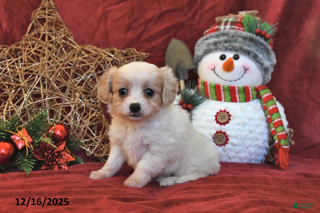 Cavachon dogs for sale: Callie - Ad 1